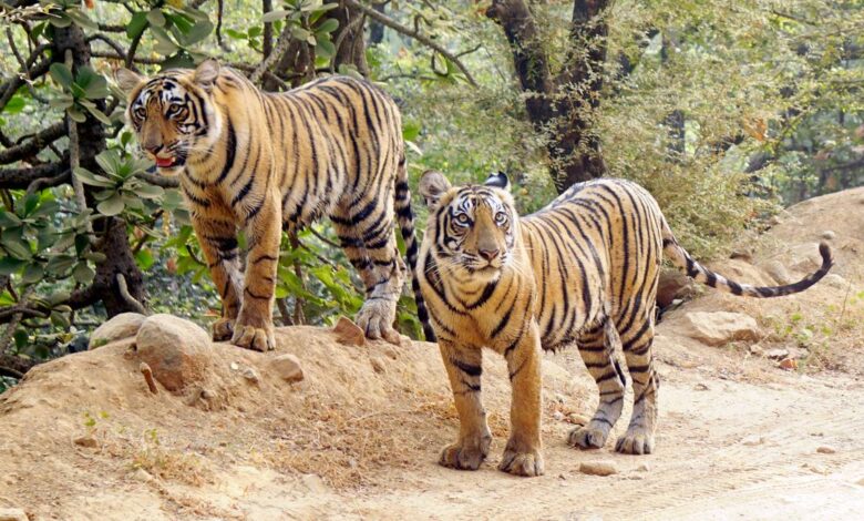 9 booked in Assam for pelting stones at tiger near Kamakhya Reserve Forest