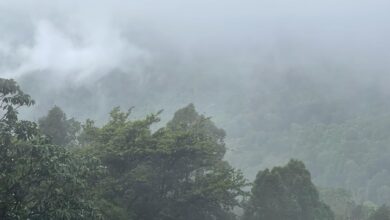 IIT Kharagpur-led study says tropical rainforests could survive global warming