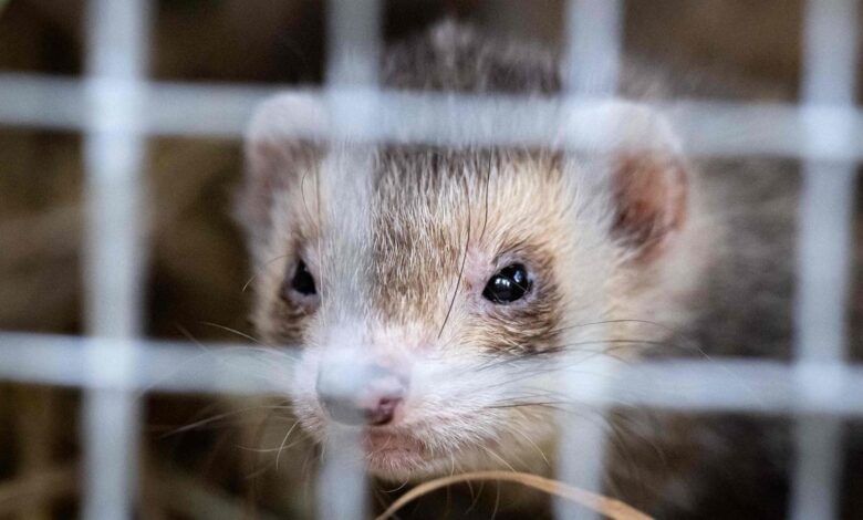 Study shows fatal spread of H5N1 virus from ferrets to suckling kits