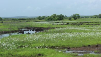 A Konkan secret, the sada needs more light