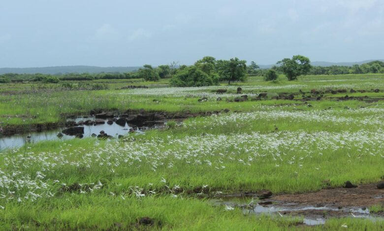 A Konkan secret, the sada needs more light