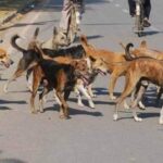 कोडिगेहल्ली में 70 वर्षीय बुज़ुर्ग की दर्दनाक मौत, आधी रात को कुत्तों ने किया जानलेवा हमला