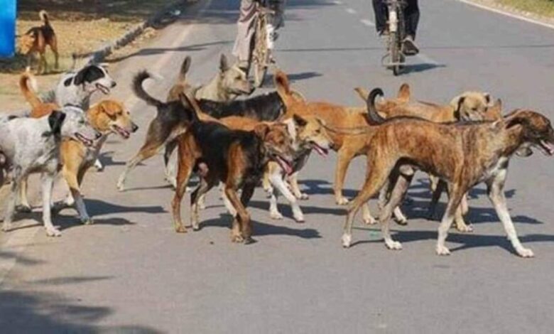 कोडिगेहल्ली में 70 वर्षीय बुज़ुर्ग की दर्दनाक मौत, आधी रात को कुत्तों ने किया जानलेवा हमला
