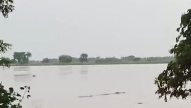 ओडिशा बाढ़ में मगरमच्छों का आतंक, गांवों में घुसकर लोगों को डराया, ब्राह्मणी नदी उफान पर