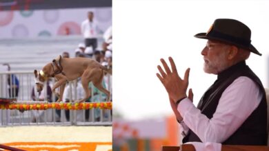 भारत के वो देसी डॉग्स जिनकी बहादुरी पर बनी हैं अनगिनत दंतकथाएं – जानें कौन हैं ये योद्धा नस्लें!