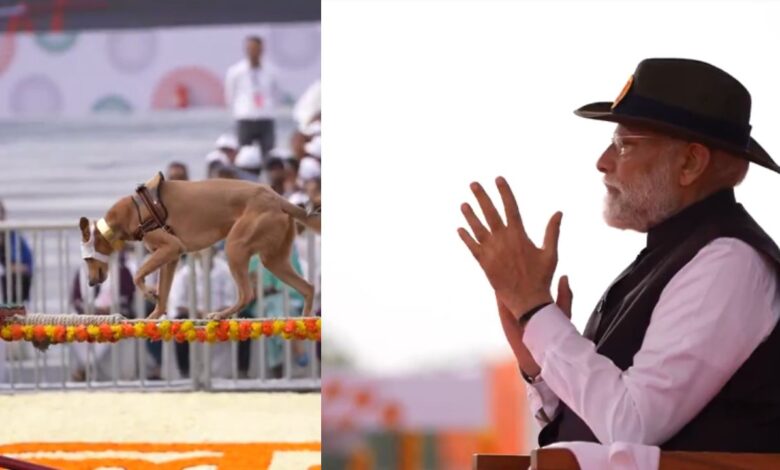 भारत के वो देसी डॉग्स जिनकी बहादुरी पर बनी हैं अनगिनत दंतकथाएं – जानें कौन हैं ये योद्धा नस्लें!