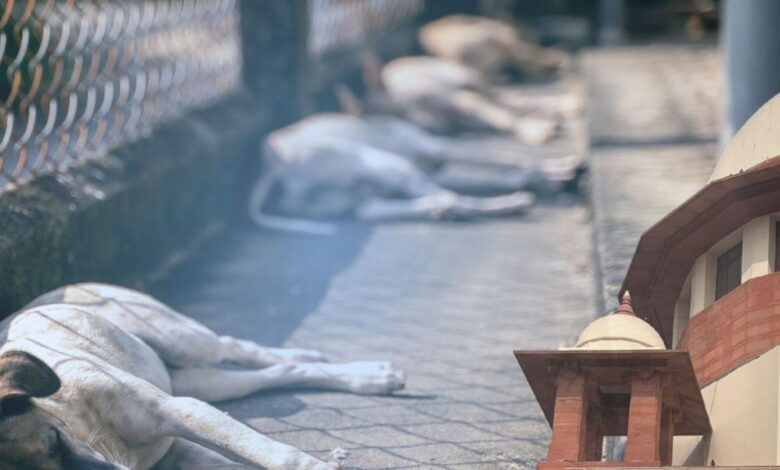 Supreme Court ने आवारा कुत्तों के मामलों में रिकॉर्ड संख्या में याचिकाओं पर जताई चिंता