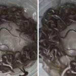 पानी के टैंक में मिले 27 सांपों के बच्चे, नजारा देख दहशत में आया परिवार; वन विभाग ने किया रेस्क्यू