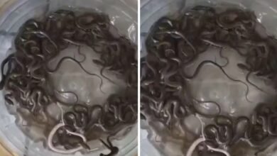 पानी के टैंक में मिले 27 सांपों के बच्चे, नजारा देख दहशत में आया परिवार; वन विभाग ने किया रेस्क्यू