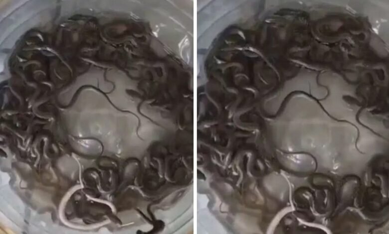 पानी के टैंक में मिले 27 सांपों के बच्चे, नजारा देख दहशत में आया परिवार; वन विभाग ने किया रेस्क्यू