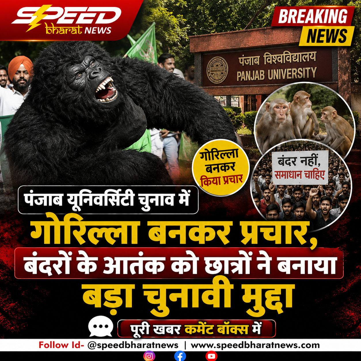 पंजाब यूनिवर्सिटी चुनाव में गोरिल्ला बनकर प्रचार, बंदरों के आतंक को छात्रों ने बनाया बड़ा चुनावी मुद्दा