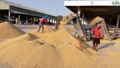 हरियाणा में 29 सितंबर से शुरू होगी धान की सरकारी खरीद, किसानों के आंदोलन के बाद केंद्र ने बदली तारीख