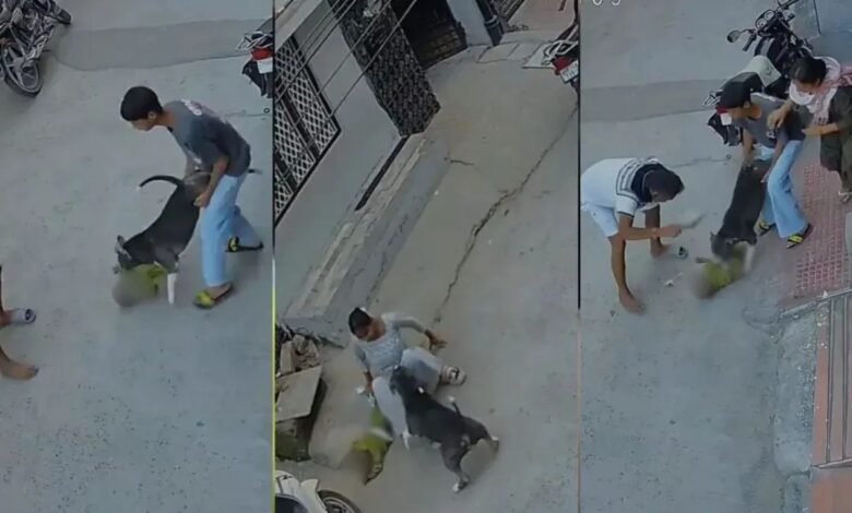 सोनीपत में 6 महीने के बच्चे पर पिटबुल का हमला, CCTV में कैद हुई पूरी घटना; बुआ भी घायल